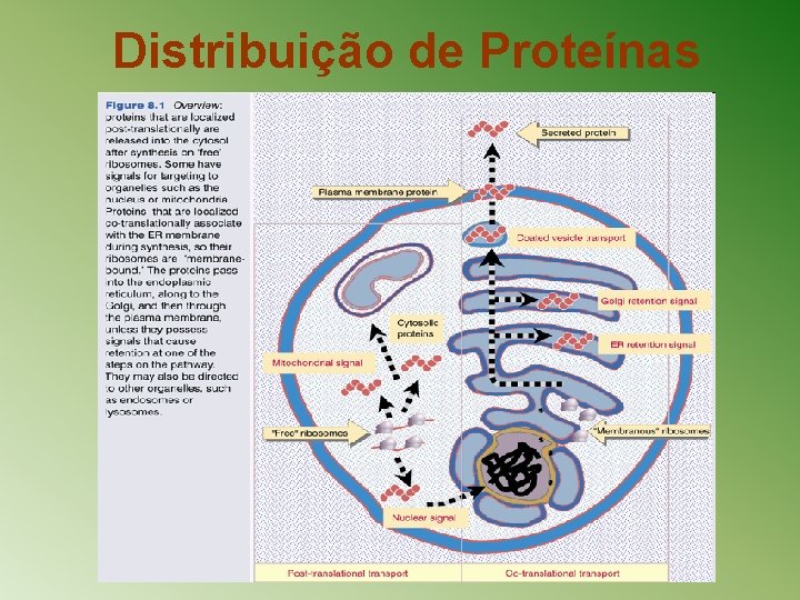 Distribuição de Proteínas 