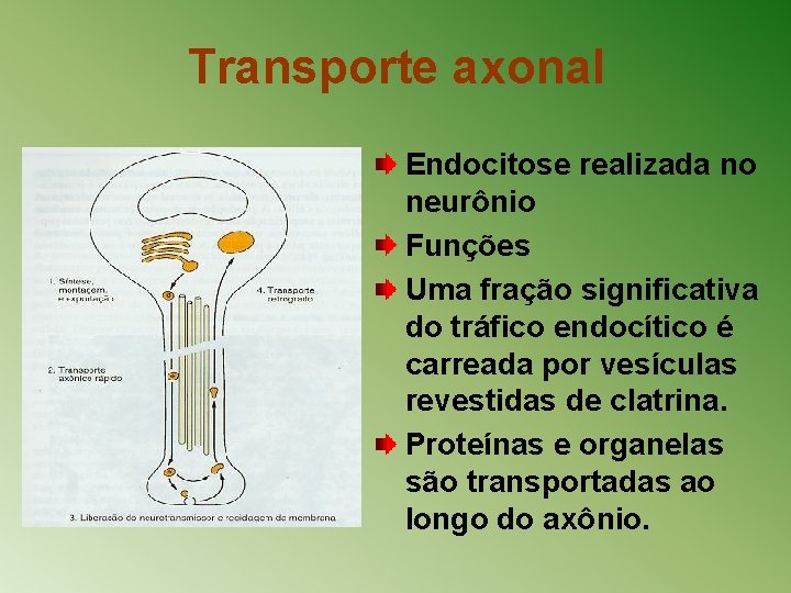 Transporte axonal Endocitose realizada no neurônio Funções Uma fração significativa do tráfico endocítico é