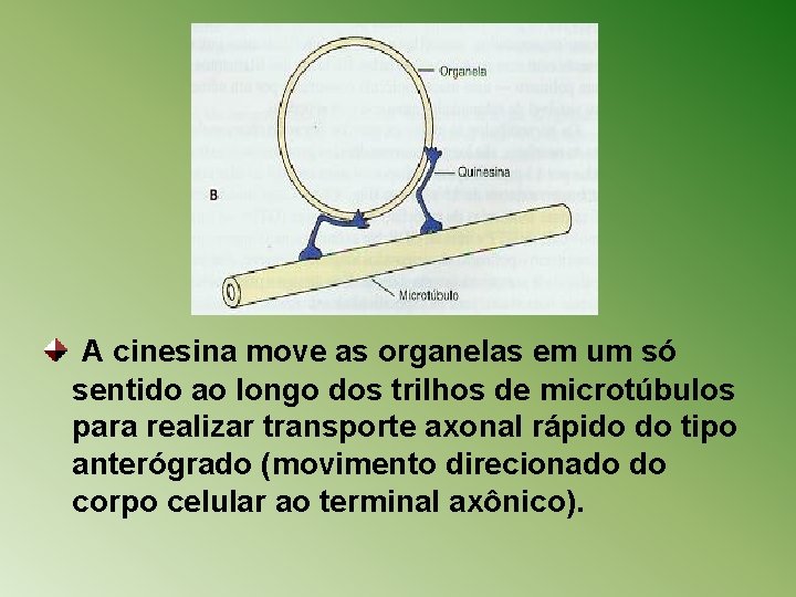 A cinesina move as organelas em um só sentido ao longo dos trilhos de