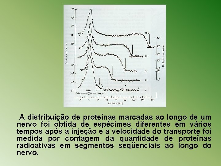 A distribuição de proteínas marcadas ao longo de um nervo foi obtida de espécimes