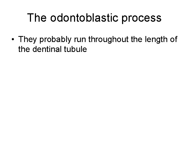 The odontoblastic process • They probably run throughout the length of the dentinal tubule