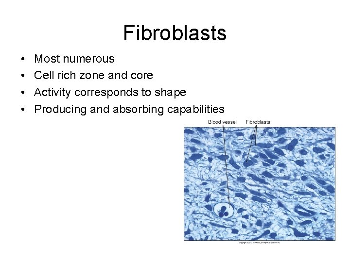 Fibroblasts • • Most numerous Cell rich zone and core Activity corresponds to shape