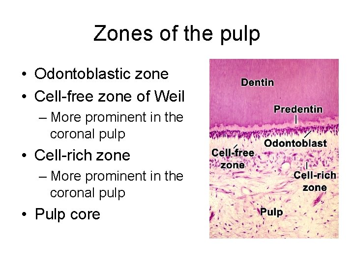 Zones of the pulp • Odontoblastic zone • Cell-free zone of Weil – More