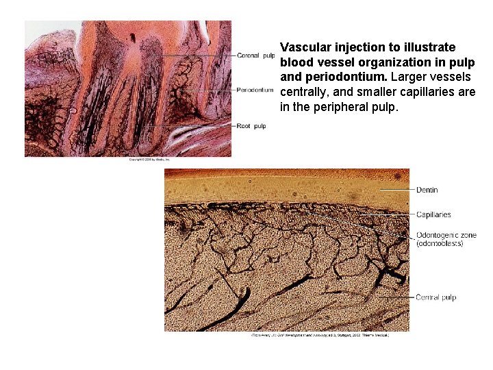 Vascular injection to illustrate blood vessel organization in pulp and periodontium. Larger vessels centrally,