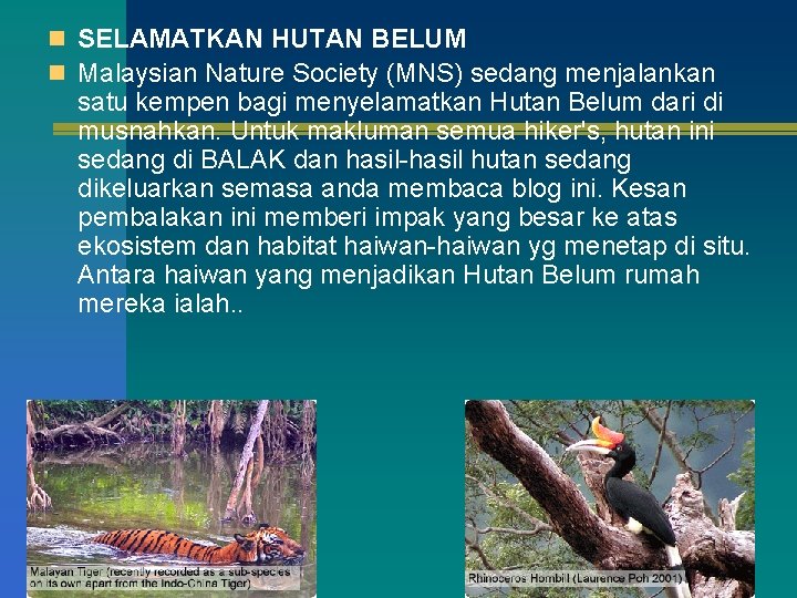 n SELAMATKAN HUTAN BELUM n Malaysian Nature Society (MNS) sedang menjalankan satu kempen bagi