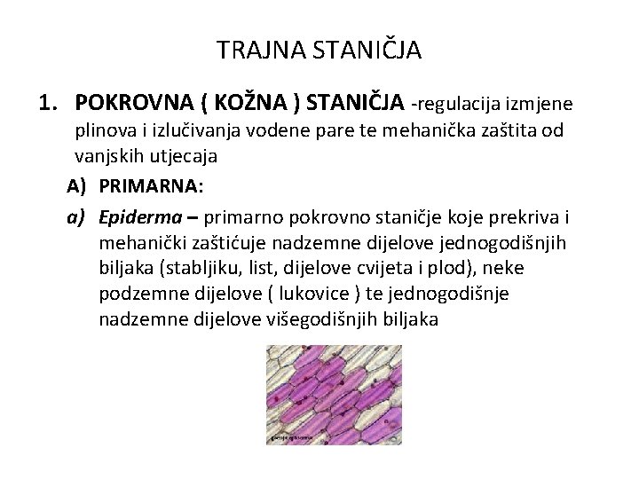 TRAJNA STANIČJA 1. POKROVNA ( KOŽNA ) STANIČJA -regulacija izmjene plinova i izlučivanja vodene