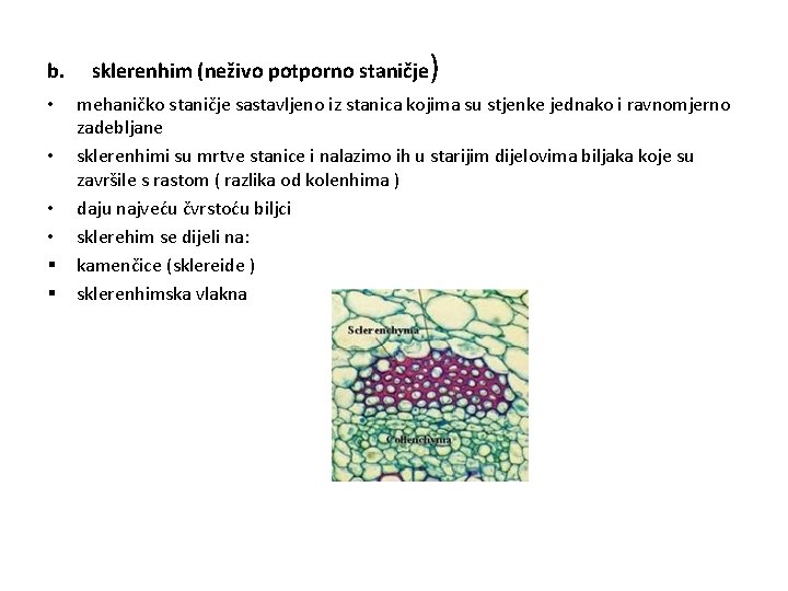 b. • • § § sklerenhim (neživo potporno staničje ) mehaničko staničje sastavljeno iz