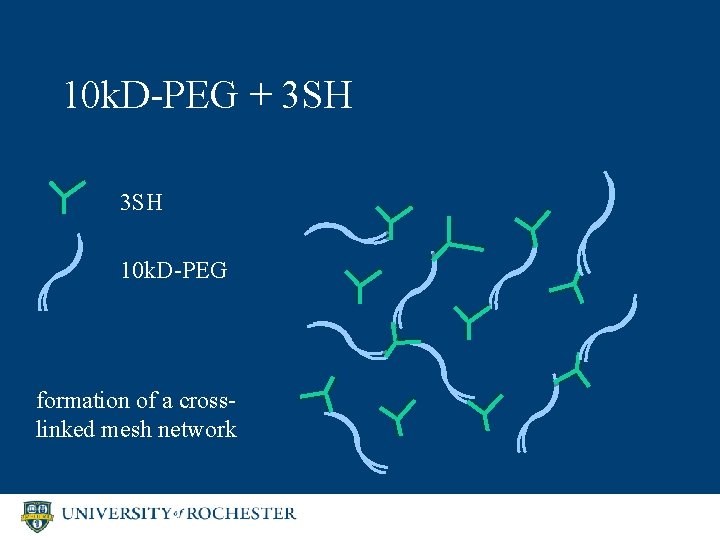 10 k. D-PEG + 3 SH 10 k. D-PEG formation of a crosslinked mesh