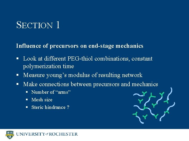 SECTION 1 Influence of precursors on end-stage mechanics § Look at different PEG-thiol combinations,