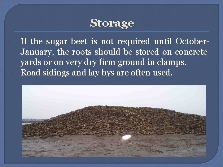 Storage If the sugar beet is not required until October. January, the roots should
