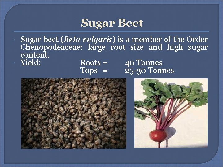 Sugar Beet Sugar beet (Beta vulgaris) is a member of the Order Chenopodeaceae: large