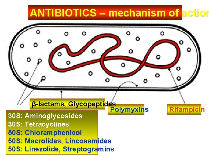 ANTIBIOTICS – mechanism of action β-lactams, Glycopeptides Polymyxins 30 S: Aminoglycosides 30 S: Tetracyclines