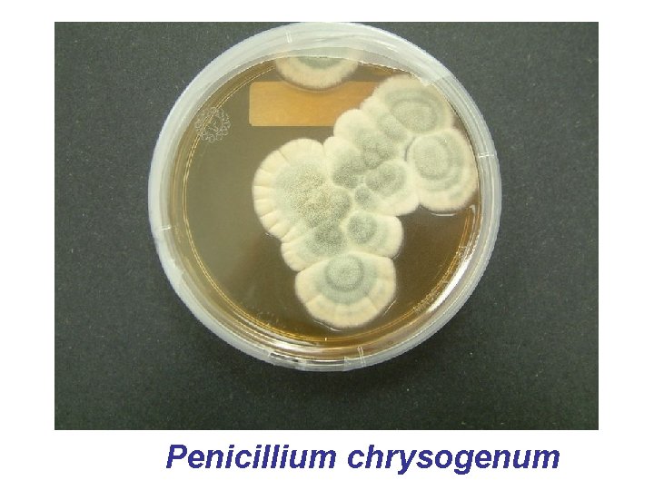 Penicillium chrysogenum 