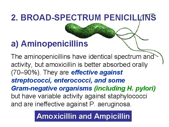 2. BROAD-SPECTRUM PENICILLINS a) Aminopenicillins The aminopenicillins have identical spectrum and activity, but amoxicillin