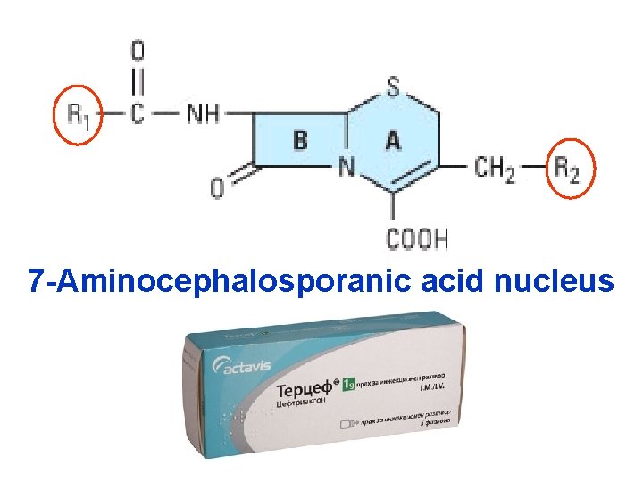 7 -Aminocephalosporanic acid nucleus 
