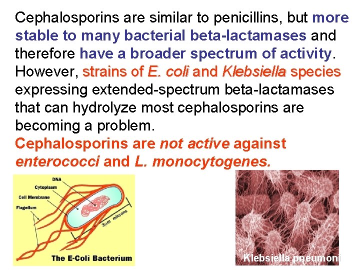 Cephalosporins are similar to penicillins, but more stable to many bacterial beta-lactamases and therefore