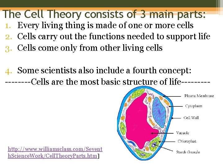 The Cell Theory consists of 3 main parts: 1. Every living thing is made