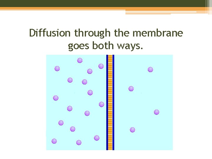 Diffusion through the membrane goes both ways. 