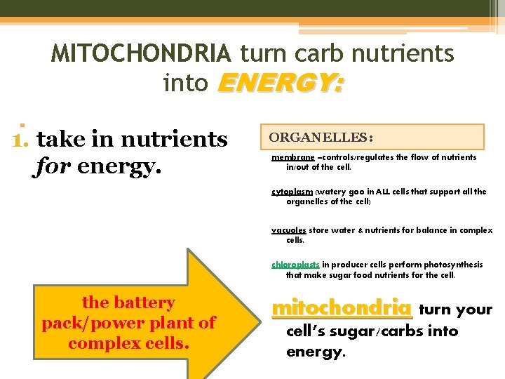 MITOCHONDRIA turn carb nutrients into ENERGY: 1. take in nutrients for energy. ORGANELLES: membrane