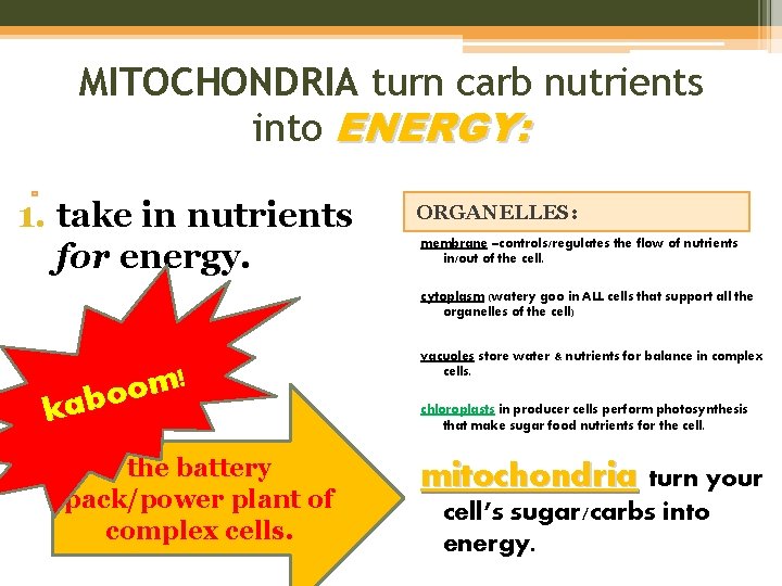 MITOCHONDRIA turn carb nutrients into ENERGY: 1. take in nutrients for energy. ORGANELLES: membrane