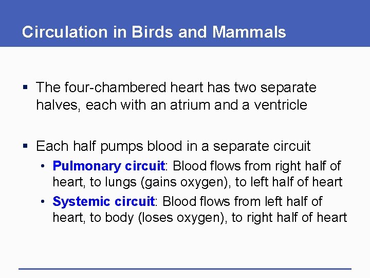 Circulation in Birds and Mammals § The four-chambered heart has two separate halves, each