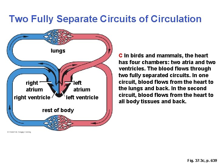 Two Fully Separate Circuits of Circulation lungs right atrium right ventricle left atrium left