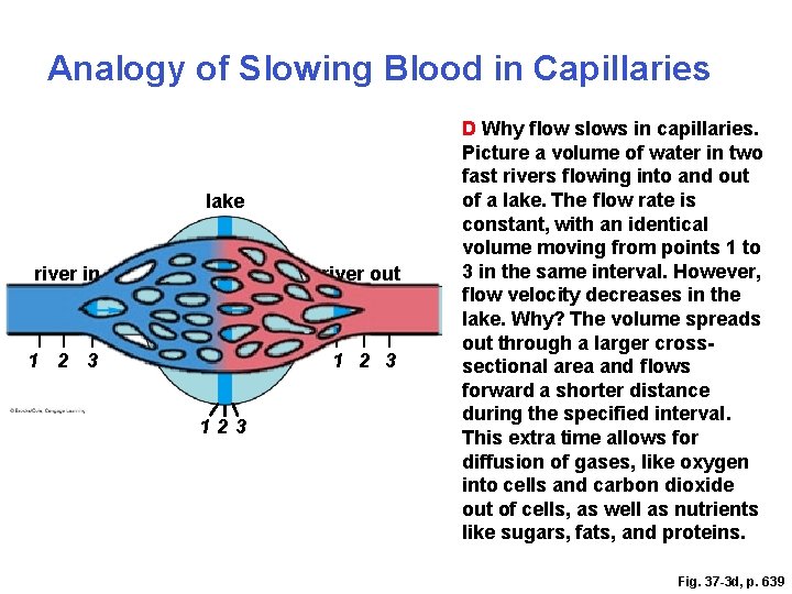 Analogy of Slowing Blood in Capillaries lake river in river out 1 2 3