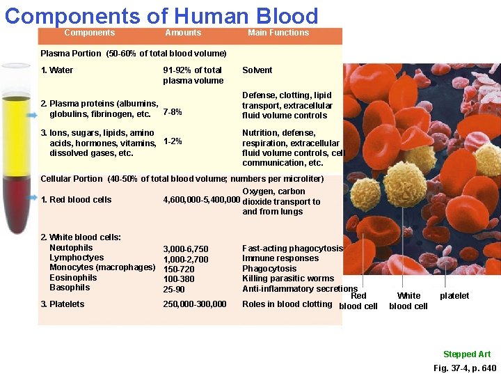 Components of Human Blood Components Amounts Main Functions Plasma Portion (50 -60% of total