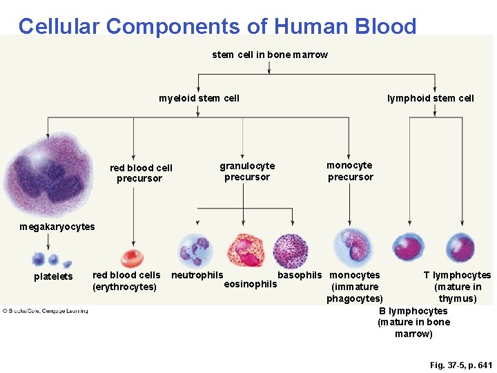 Cellular Components of Human Blood stem cell in bone marrow myeloid stem cell red