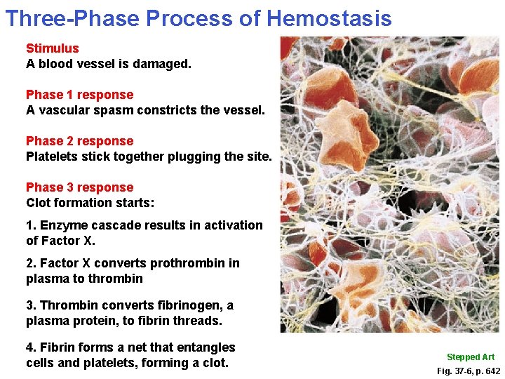 Three-Phase Process of Hemostasis Stimulus A blood vessel is damaged. Phase 1 response A