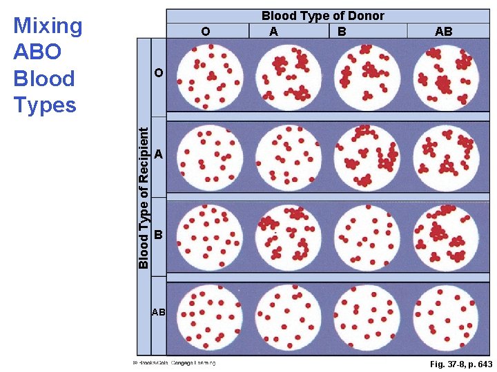 Mixing ABO Blood Types O Blood Type of Donor A B AB Blood Type