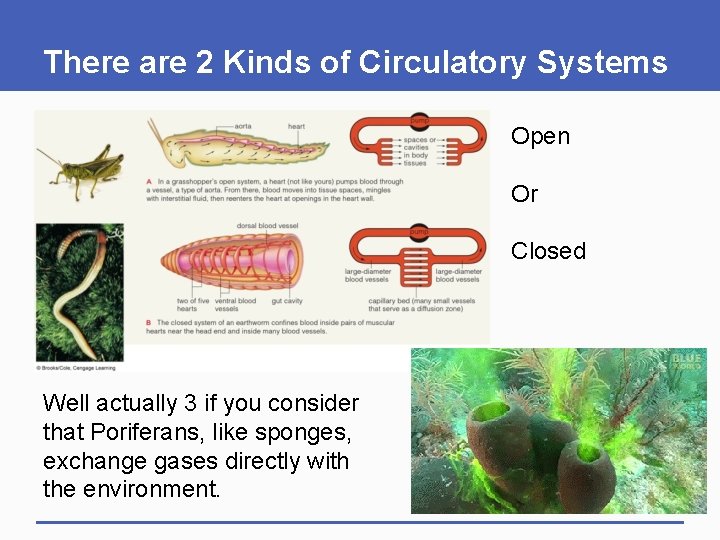 There are 2 Kinds of Circulatory Systems Open Or Closed Well actually 3 if