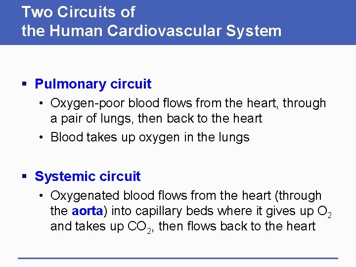 Two Circuits of the Human Cardiovascular System § Pulmonary circuit • Oxygen-poor blood flows