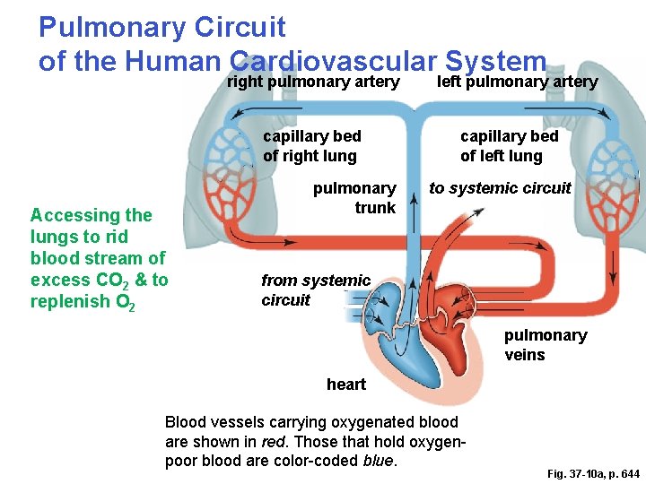 Pulmonary Circuit of the Human Cardiovascular System right pulmonary artery capillary bed of right