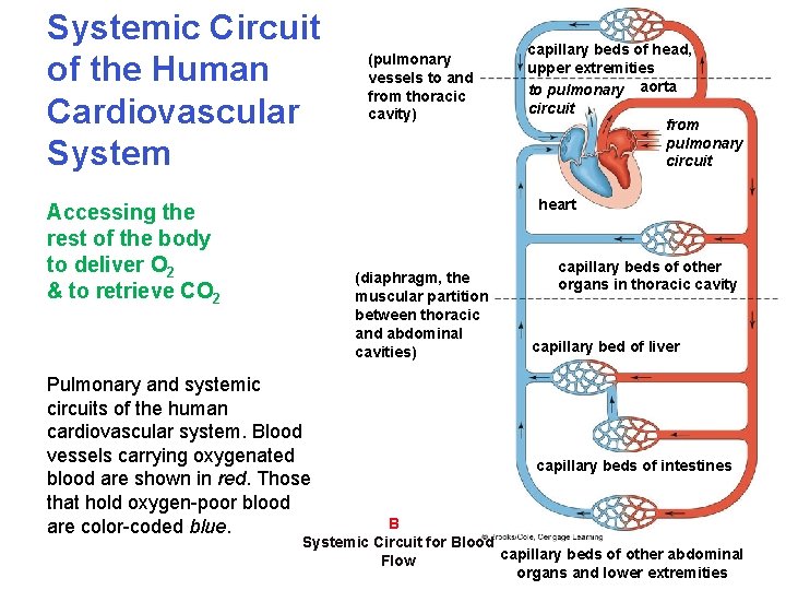 Systemic Circuit of the Human Cardiovascular System (pulmonary vessels to and from thoracic cavity)