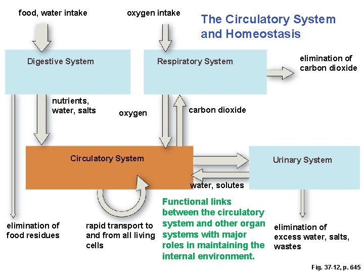 food, water intake oxygen intake Digestive System nutrients, water, salts The Circulatory System and