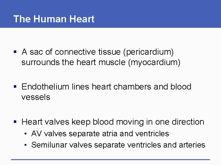 The Human Heart § A sac of connective tissue (pericardium) surrounds the heart muscle