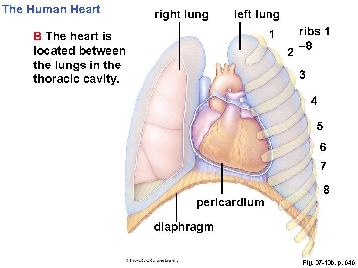 The Human Heart right lung left lung 1 B The heart is located between