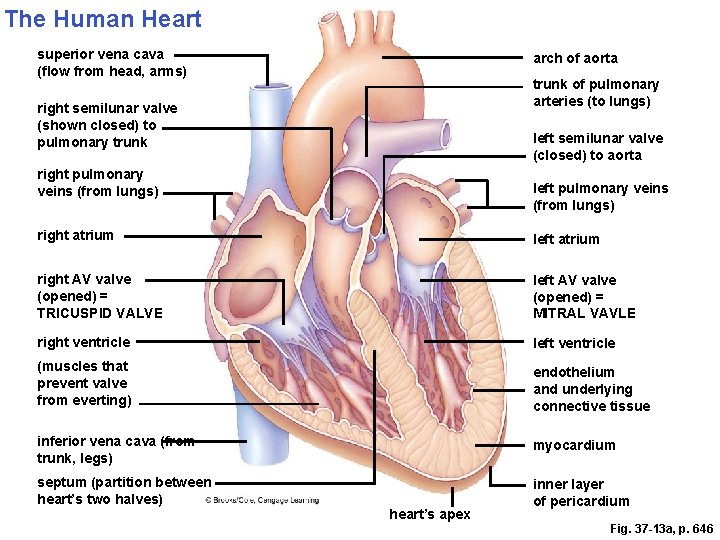 The Human Heart superior vena cava (flow from head, arms) arch of aorta trunk