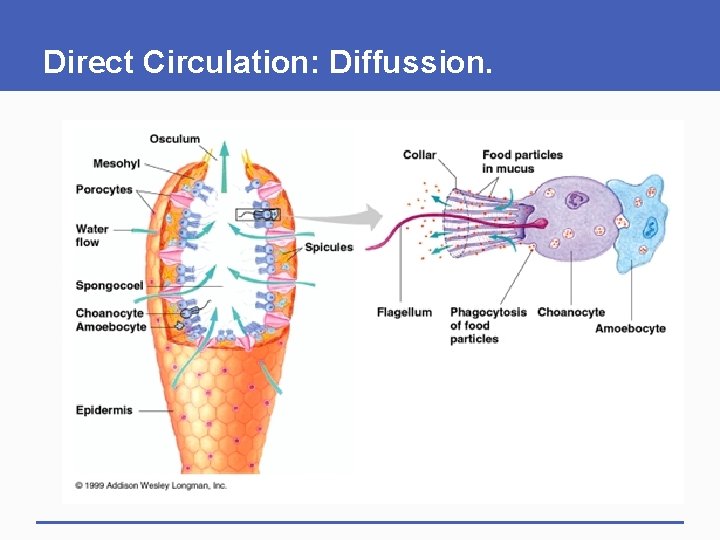 Direct Circulation: Diffussion. 