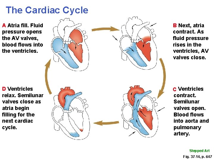 The Cardiac Cycle A Atria fill. Fluid pressure opens the AV valves, blood flows