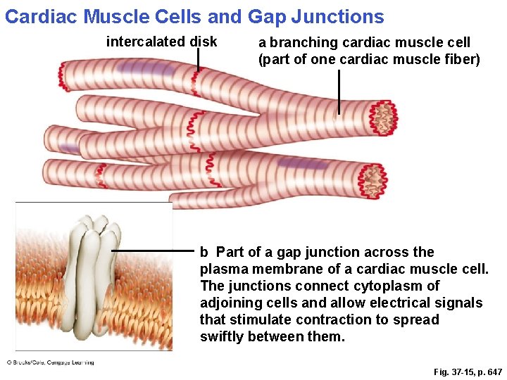 Cardiac Muscle Cells and Gap Junctions intercalated disk a branching cardiac muscle cell (part
