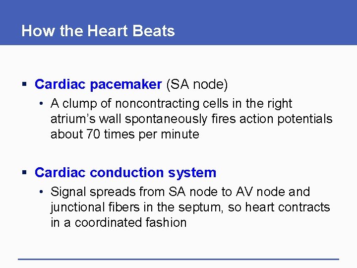 How the Heart Beats § Cardiac pacemaker (SA node) • A clump of noncontracting