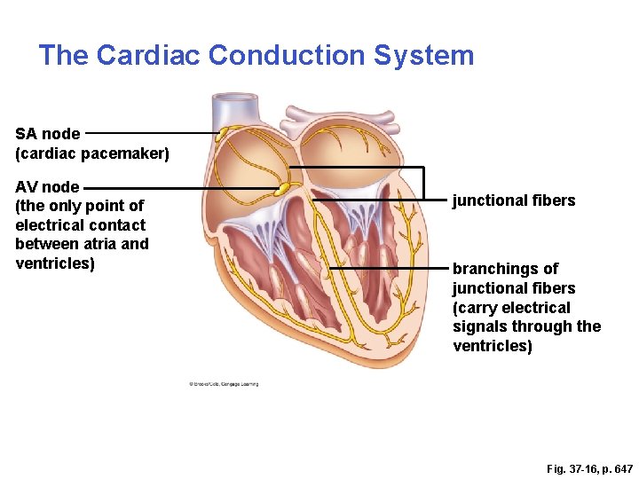 The Cardiac Conduction System SA node (cardiac pacemaker) AV node (the only point of