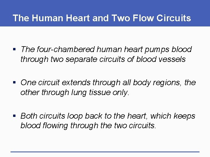 The Human Heart and Two Flow Circuits § The four-chambered human heart pumps blood