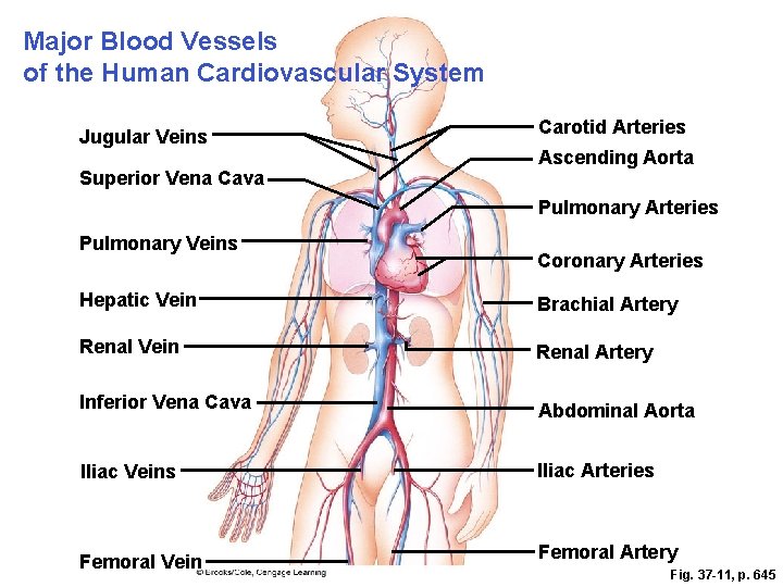 Major Blood Vessels of the Human Cardiovascular System Jugular Veins Superior Vena Cava Carotid