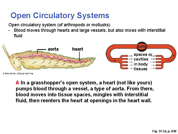 Open Circulatory Systems Open circulatory system (of arthropods or mollusks) - Blood moves through