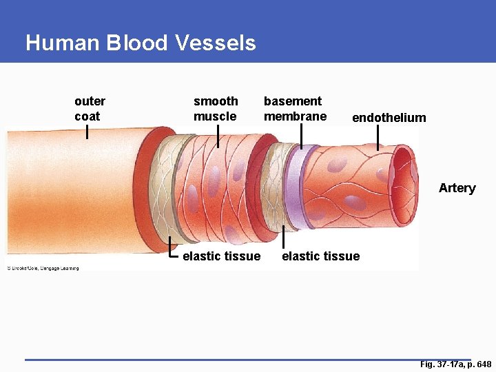 Human Blood Vessels outer coat smooth muscle basement membrane endothelium Artery elastic tissue Fig.