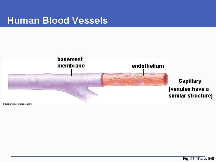 Human Blood Vessels basement membrane endothelium Capillary (venules have a similar structure) Fig. 37