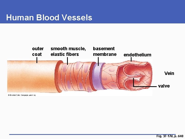 Human Blood Vessels outer coat smooth muscle, elastic fibers basement membrane endothelium Vein valve